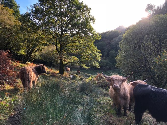 Highland Cattle dans le bocage