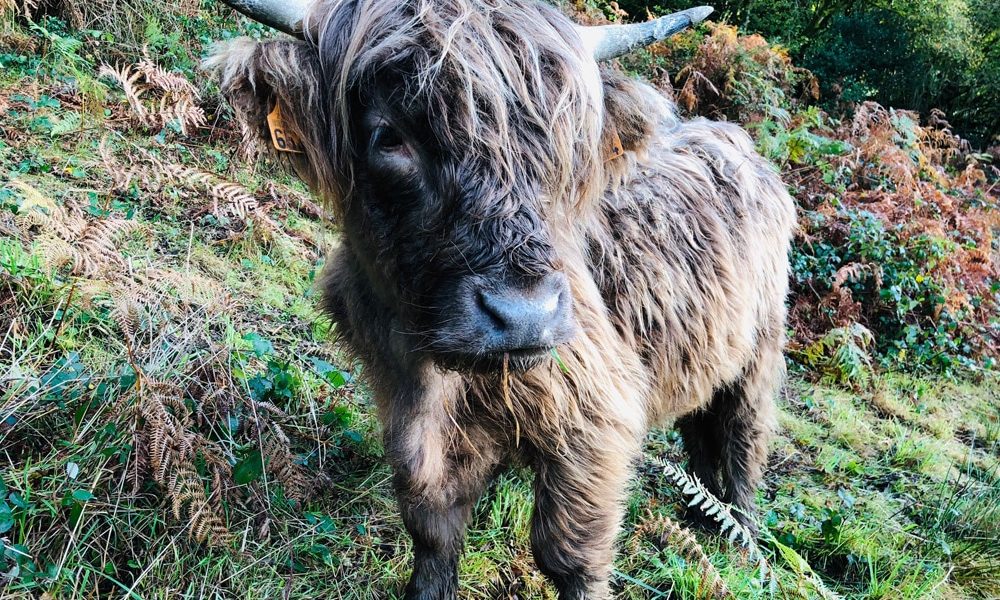 La Highland Cattle : une vache écossaise chevelue et miniature