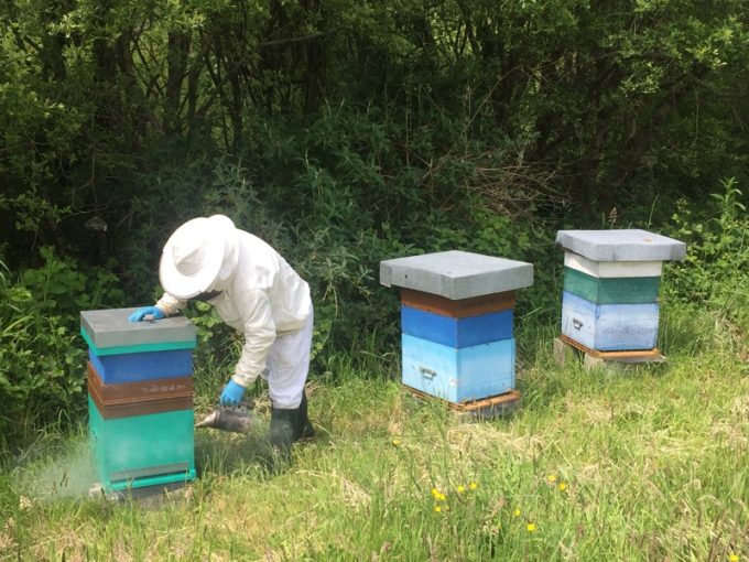 Jeau Paul Caradec auprès de ses abeilles