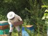 Un apiculteur et ses abeilles