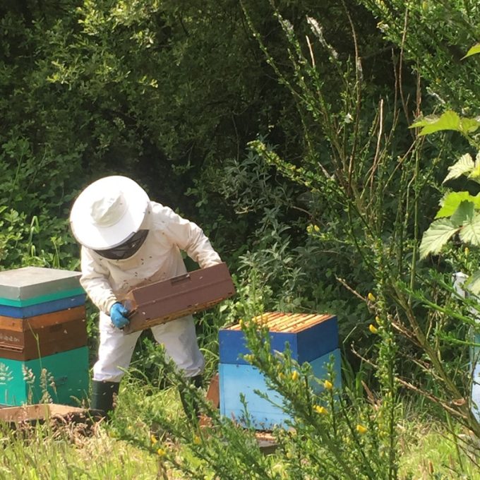 Un apiculteur et ses abeilles
