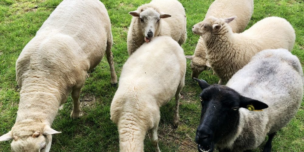 Le mouton Landes de Bretagne (mouton breton) : une race rustique et locale