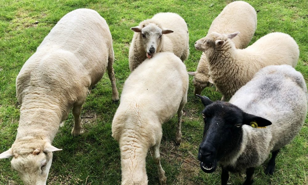 Le mouton Landes de Bretagne (mouton breton) : une race rustique et locale