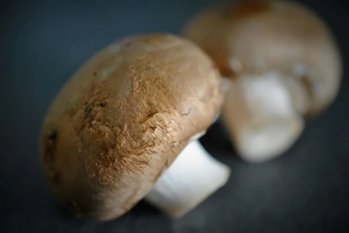Ferme du Roudoudour - champignon
