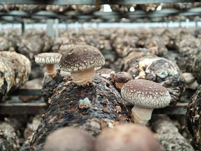 Ferme du Roudoudour