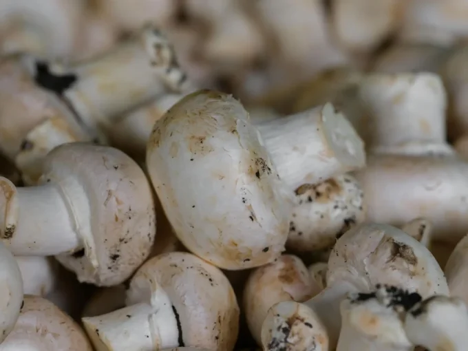 Ferme du Roudoudour - champignons 