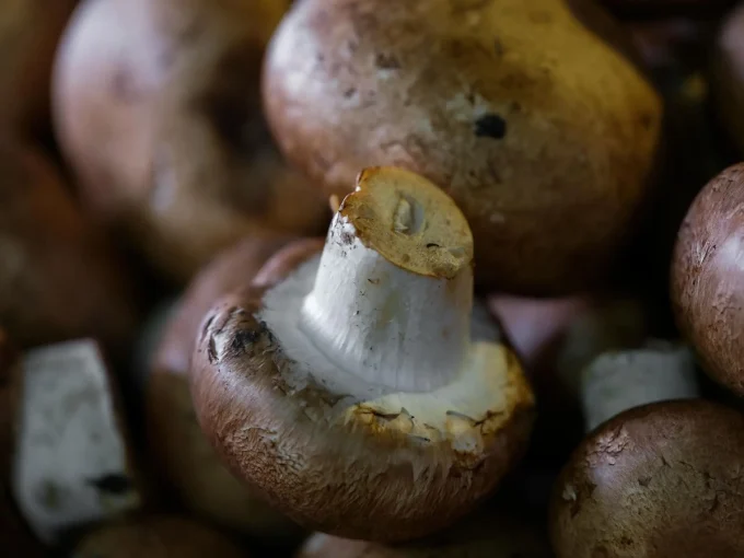 Ferme du Roudoudour - champignons de culture
