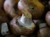Ferme du Roudoudour - champignons de culture