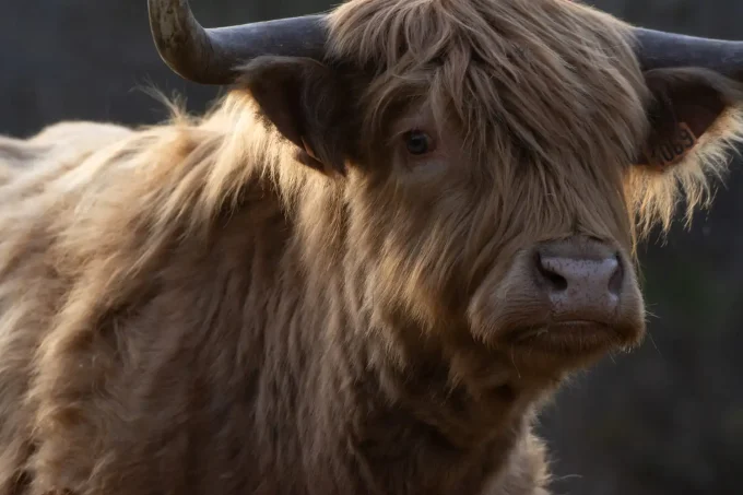 Ferme du Roudoudour - vache highlands