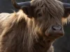 Ferme du Roudoudour - vache highlands