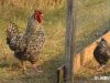 Les Jardins de Brangoulo - volailles