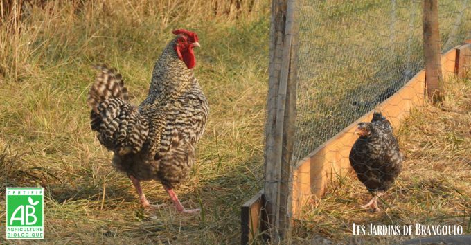 Les Jardins de Brangoulo - volailles