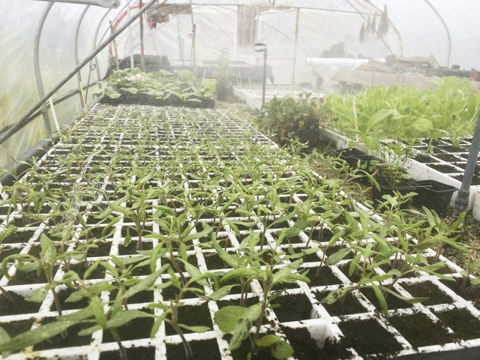 Les Jardins de Brangoulo - semis