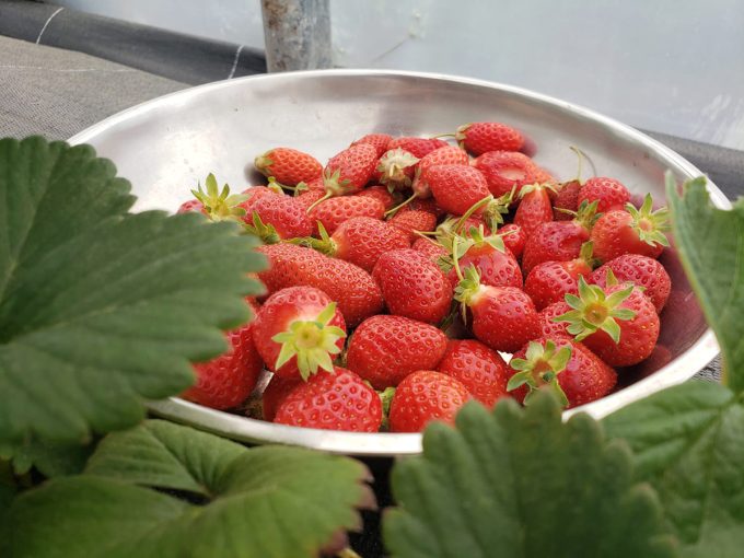 Les Jardins de Kerchopine - fraises