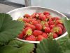 Les Jardins de Kerchopine - fraises