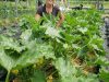 Les Jardins de Kerchopine - courgettes