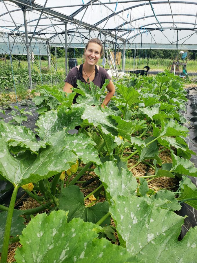 Les Jardins de Kerchopine - courgettes