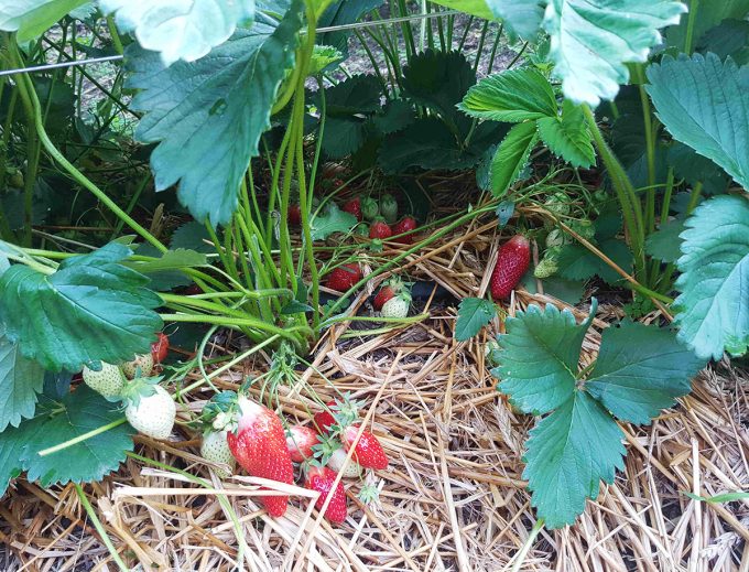 Les Jardins de Kinkis - fraises