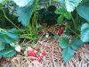 Les Jardins de Kinkis - fraises