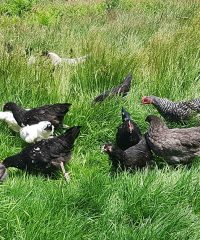 Les Jardins de Kinkis