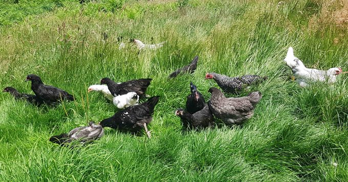 Les Jardins de Kinkis