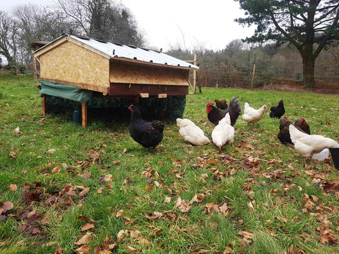 Les Jardins de Kinkis - volailles