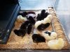 Les Jardins de Kinkis - poussins