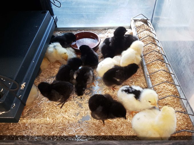 Les Jardins de Kinkis - poussins