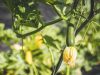 Les Jardins de Penkerlen - courgettes en fleur