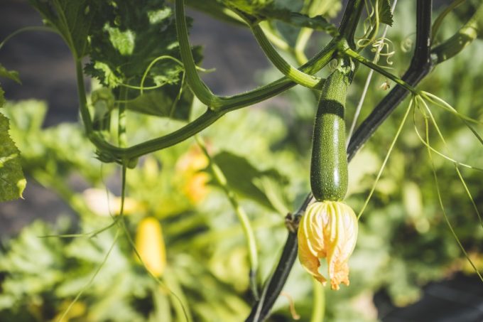 Les Jardins de Penkerlen - courgettes en fleur
