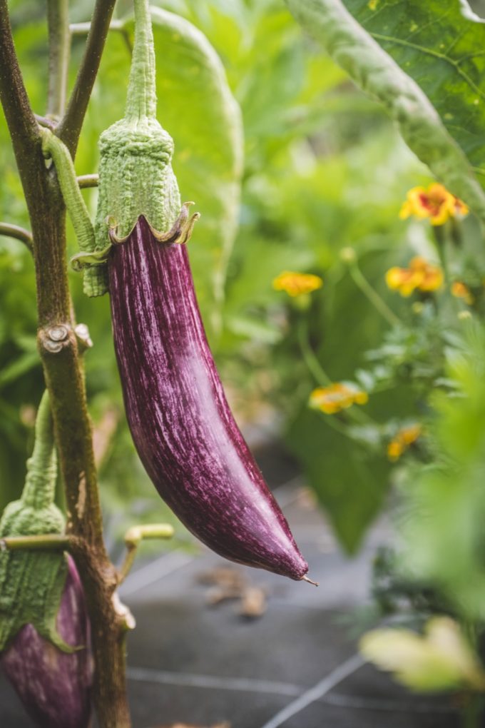 Les Jardins de Penkerlen - aubergine