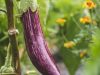 Les Jardins de Penkerlen - aubergine
