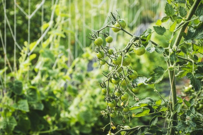 Les Jardins de Penkerlen - tomates