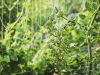 Les Jardins de Penkerlen - tomates