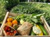 Les Jardins de Penkerlen - légumes et aromates