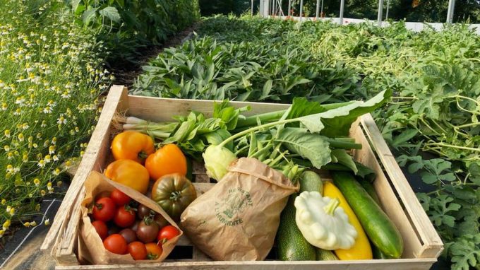 Les Jardins de Penkerlen - légumes et aromates