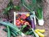 Les Jardins de Penkerlen - variété de légumes
