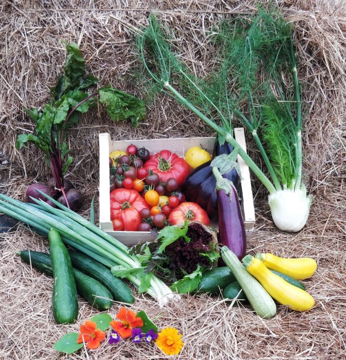Les Jardins de Penkerlen - variété de légumes