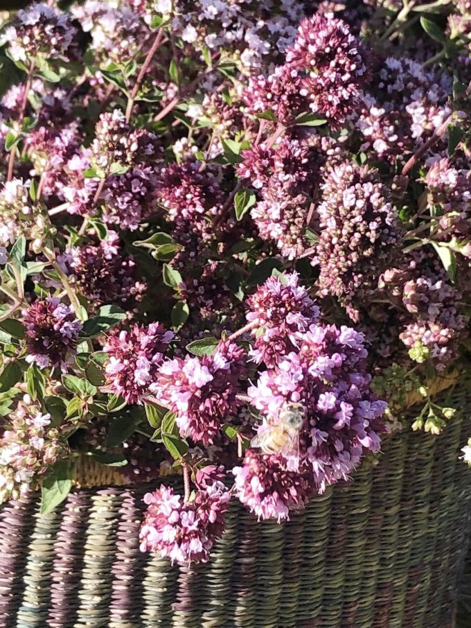 Les Jardins de Mélissieuse - fleurs