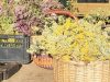 Les Jardins de Mélissieuse - fleurs variées