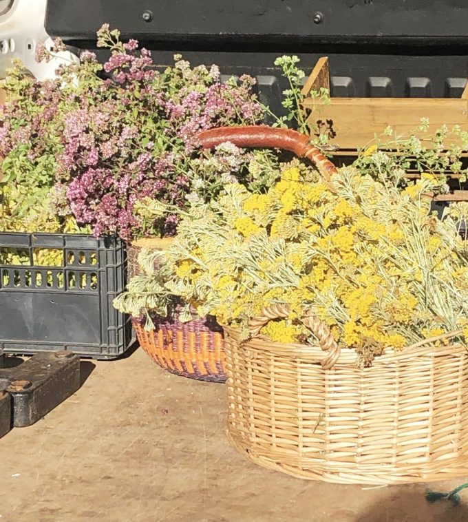 Les Jardins de Mélissieuse - fleurs variées