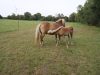 Jument Haflinger et son poulain