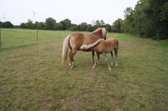 Jument Haflinger et son poulain
