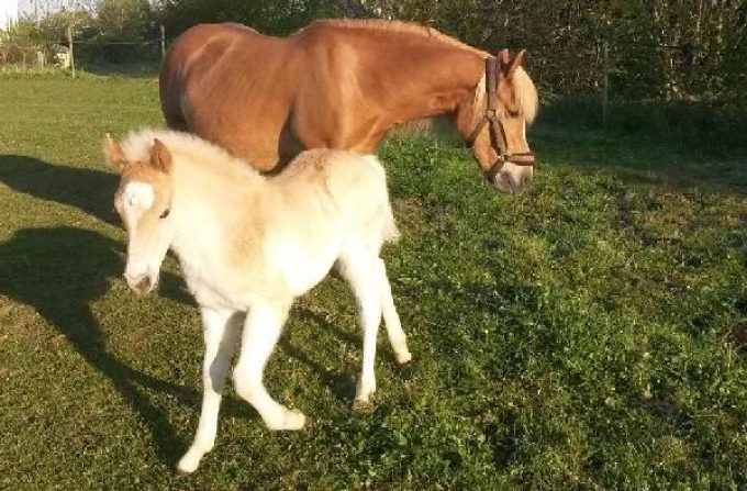 Jument Haflinger et son poulain