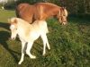 Jument Haflinger et son poulain