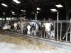 Vaches laitières