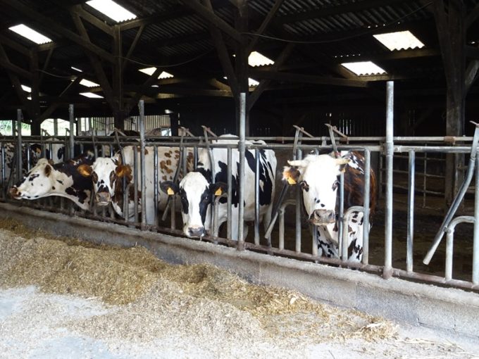 Vaches laitières
