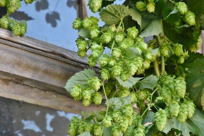 La Fréheloise - houblon