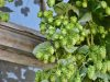 La Fréheloise - houblon
