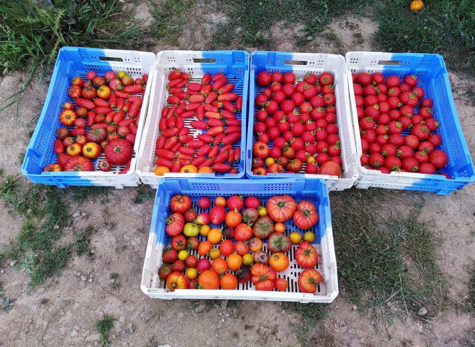 Le Champ du Dragon - tomates